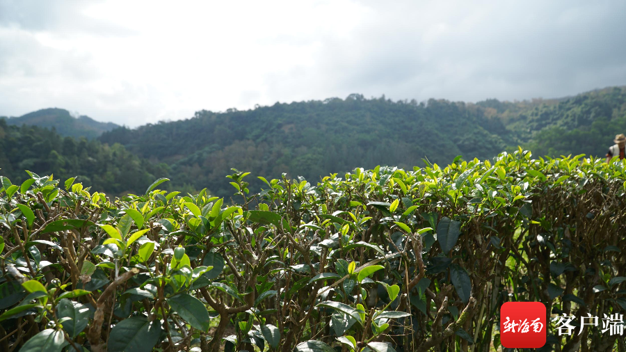 高山云雾茶和富硒哪个好(高山云雾茶口感如何)-硒宝网