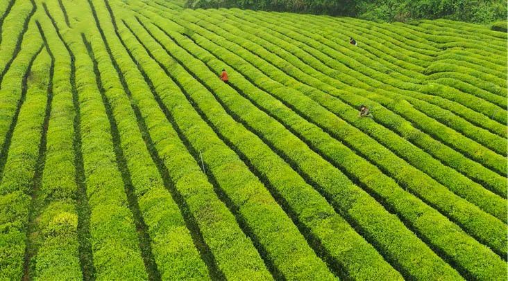 凤冈富硒茶产量多少年了(凤岗富硒茶价格)-硒宝网