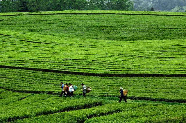 雷公山富硒清明茶法人是(雷公山清明茶是什么茶)-硒宝网