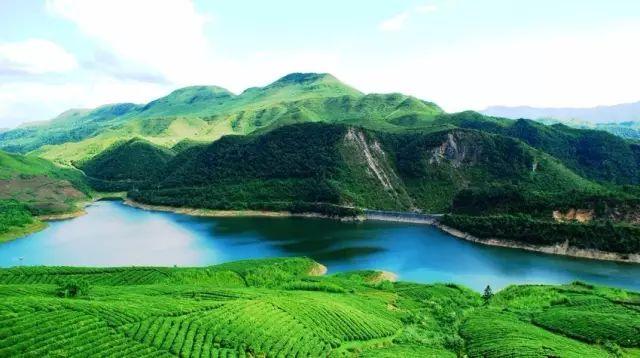 雷公山富硒清明茶法人是(雷公山清明茶是什么茶)-硒宝网