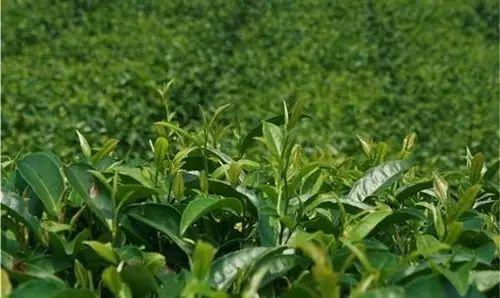 雷公山富硒清明茶法人是(雷公山清明茶是什么茶)-硒宝网