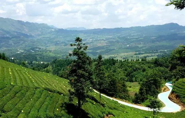 雷公山富硒清明茶法人是(雷公山清明茶是什么茶)-硒宝网