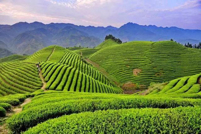 雷公山富硒清明茶法人是(雷公山清明茶是什么茶)-硒宝网