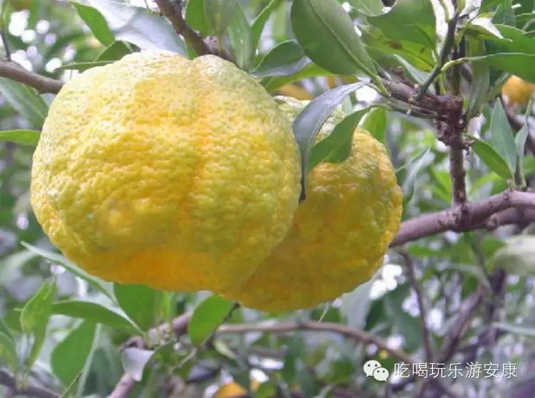 平利富硒茶一亩地产多少(平利富硒绿茶)-硒宝网