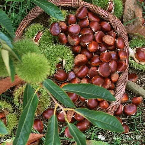 平利富硒茶一亩地产多少(平利富硒绿茶)-硒宝网