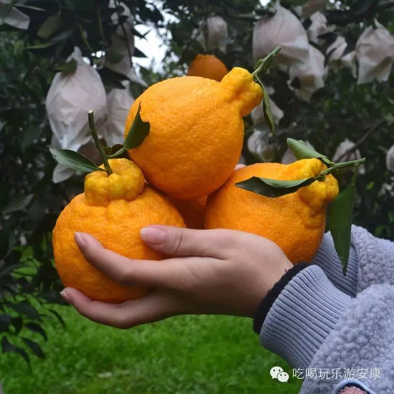 平利富硒茶一亩地产多少(平利富硒绿茶)-硒宝网