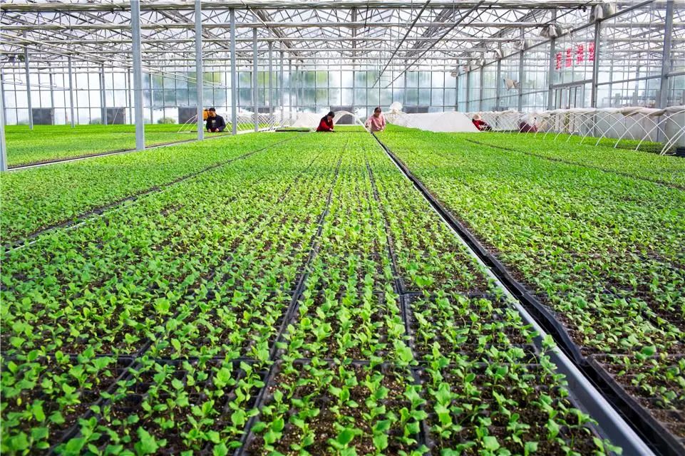 平利富硒茶一亩地产多少（富硒茶产业国内现状）-硒宝网