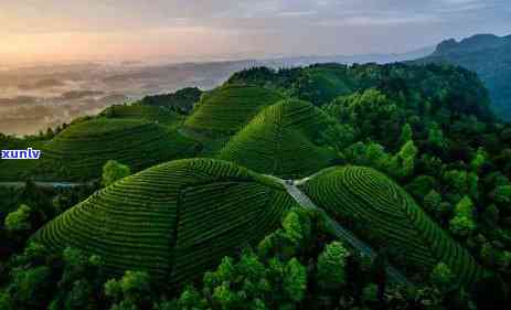 台湾富硒普洱茶哪里有卖（富硒普洱茶好处）-硒宝网