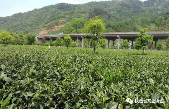 平利富硒茶一亩地产多少(富硒茶产业)-硒宝网