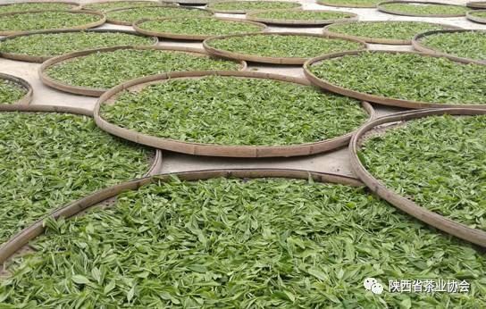 平利富硒茶一亩地产多少(富硒茶产业)-硒宝网