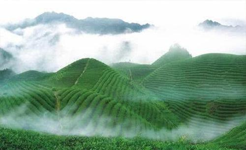 富硒红茶与普洱茶的区别(富硒红茶和普通红茶区别)-硒宝网