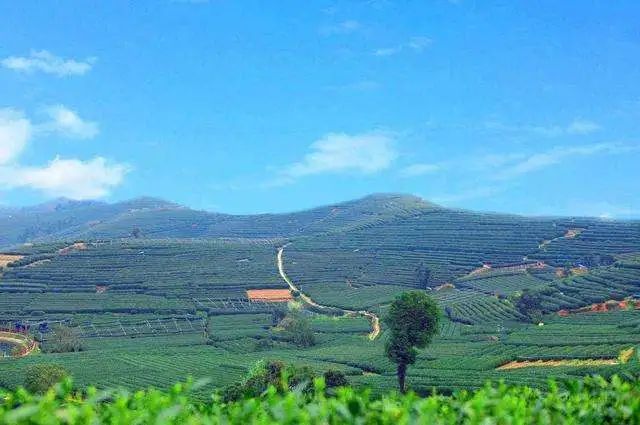 富硒红茶与普洱茶的区别(富硒红茶和普通红茶区别)-硒宝网