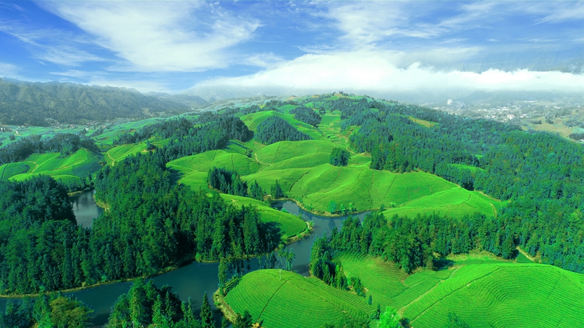 富硒有机茶红茶怎么样喝（富硒红茶的口感）-硒宝网