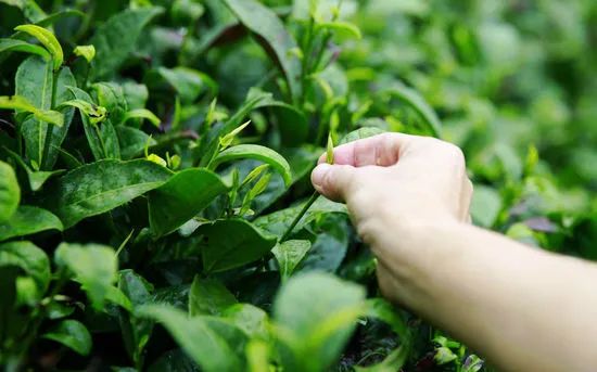 富硒茶可以煮吗有营养吗（富硒茶好吗）-硒宝网