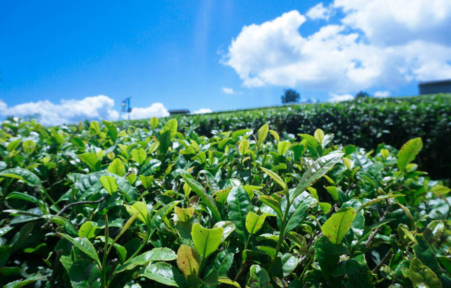 富硒茶可以煮吗有营养吗（富硒茶好吗）-硒宝网