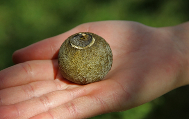 富硒普洱茶的功效与作用（普洱茶硒含量）-硒宝网