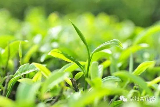 紫阳富硒茶效果如何样啊（紫阳茶富硒茶）-硒宝网