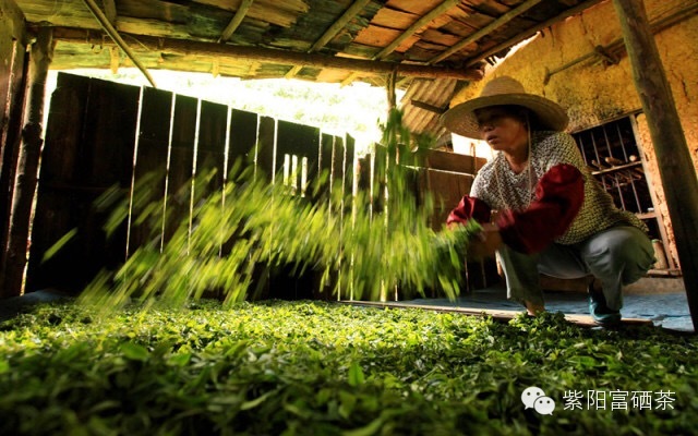 紫阳富硒茶效果如何样啊（紫阳茶富硒茶）-硒宝网