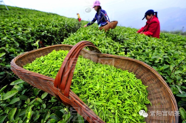 紫阳富硒茶效果如何样?。ㄗ涎舨韪晃瑁?硒宝网