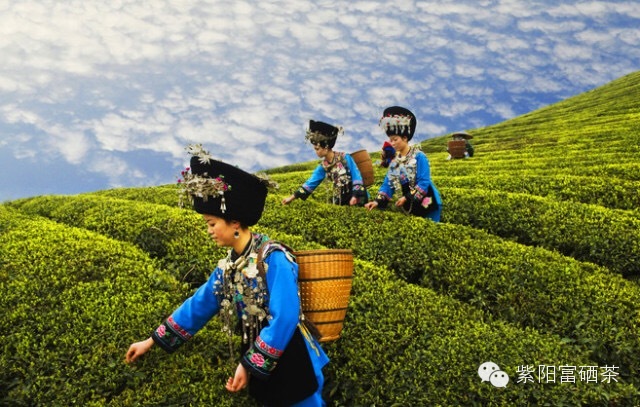 紫阳富硒茶效果如何样?。ㄗ涎舨韪晃瑁?硒宝网