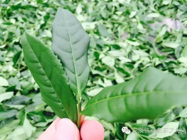 泉州富硒茶好喝吗怎么样(安溪富硒茶)-硒宝网
