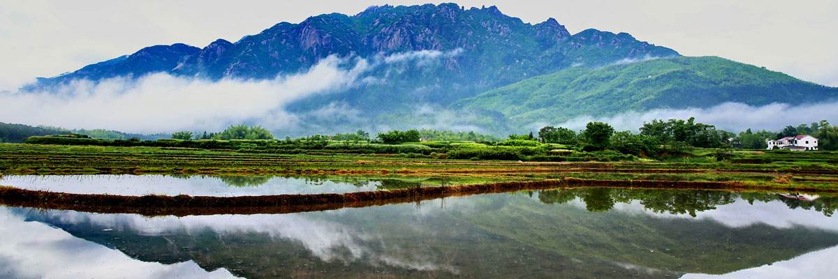 池州仙寓山富硒野茶怎样(仙寓山富硒野茶多少钱一斤)-硒宝网