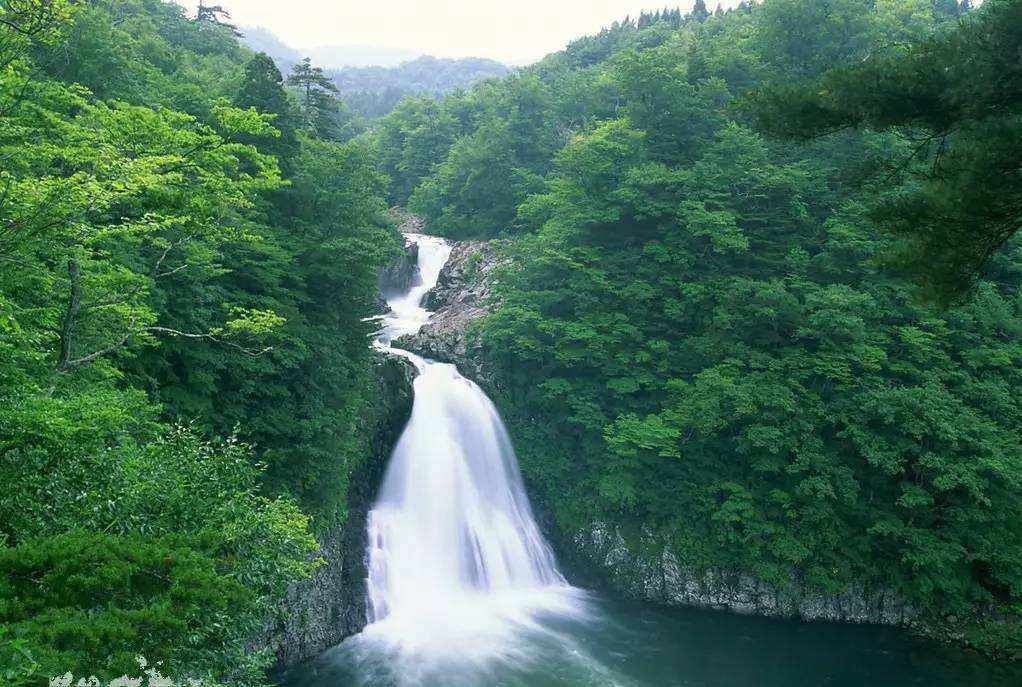 池州仙寓山富硒野茶怎样(仙寓山富硒野茶多少钱一斤)-硒宝网