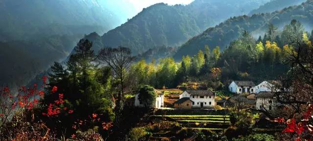 池州仙寓山富硒野茶怎样(仙寓山富硒野茶多少钱一斤)-硒宝网