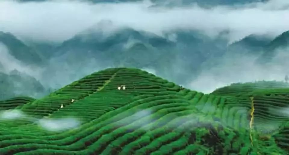 富硒绿茶和普洱茶的区别(硒茶和绿茶哪个好)-硒宝网