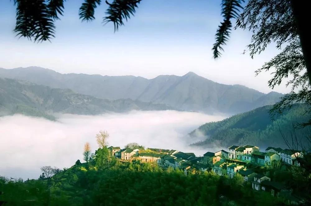 池州仙寓山富硒野茶怎样(池州仙寓山民宿)-硒宝网