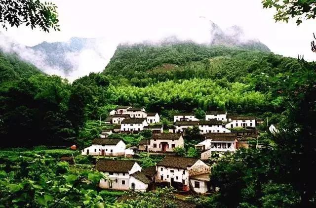 池州仙寓山富硒野茶怎样(池州仙寓山民宿)-硒宝网