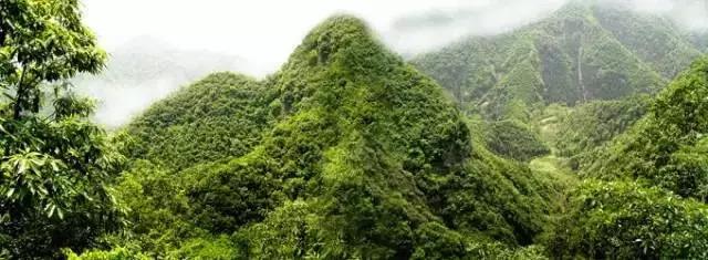 池州仙寓山富硒野茶怎样(池州仙寓山民宿)-硒宝网