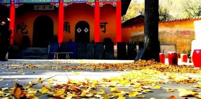 池州仙寓山富硒野茶怎样(池州仙寓山民宿)-硒宝网