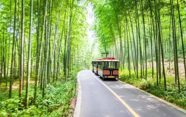 池州仙寓山富硒野茶怎样(池州仙寓山民宿)-硒宝网