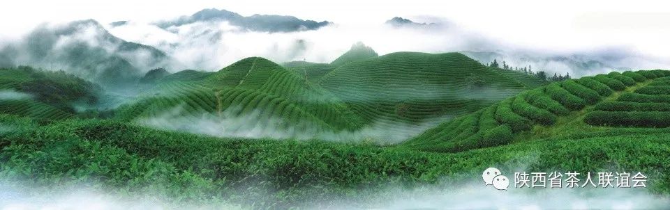 紫阳富硒茶能不能天天喝（紫阳富硒茶的泡法及水温）-硒宝网