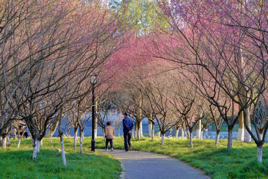 石台县高山富硒茶的功效（高山富硒茶多少钱一斤）-硒宝网