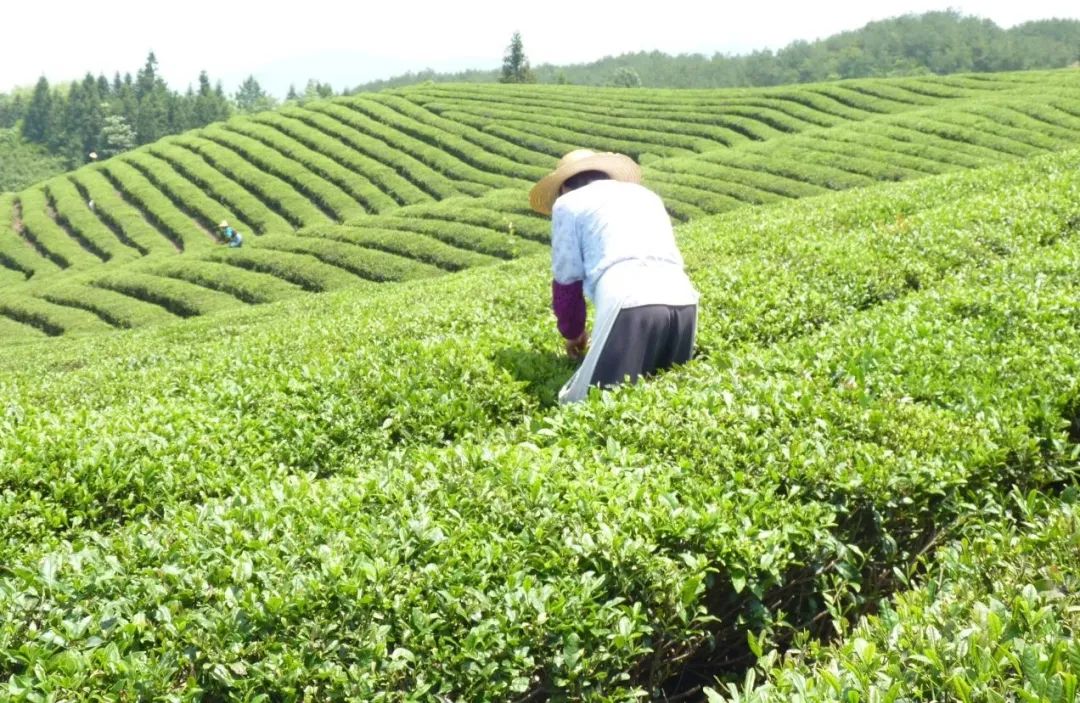 石台县高山富硒茶的功效（高山富硒茶多少钱一斤）-硒宝网