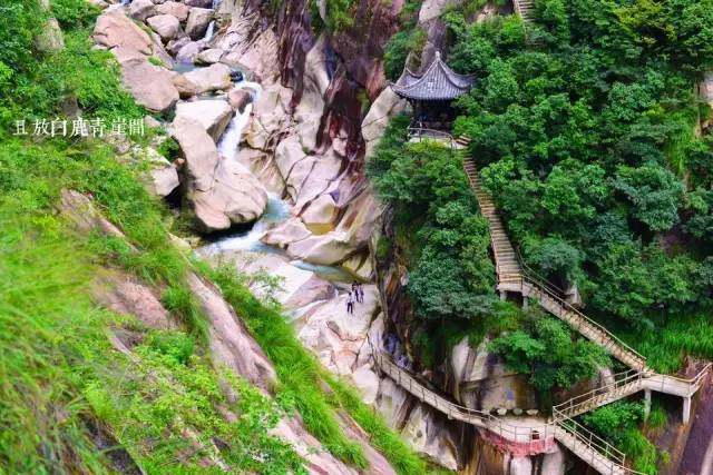 仙寓山富硒野生茶多少钱（仙寓山富硒野茶多少钱一斤）-硒宝网