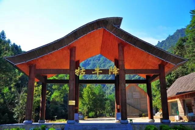 仙寓山富硒野生茶多少钱（仙寓山富硒野茶多少钱一斤）-硒宝网