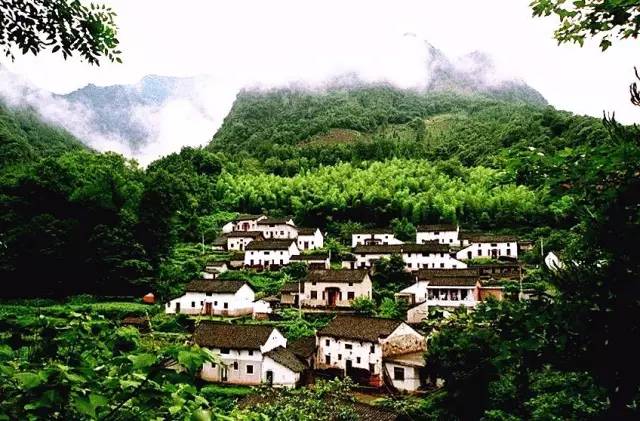 仙寓山富硒野生茶多少钱（仙寓山富硒野茶多少钱一斤）-硒宝网