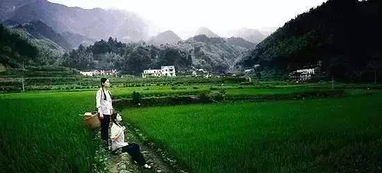 仙寓山富硒野生茶多少钱（仙寓山富硒野茶多少钱一斤）-硒宝网