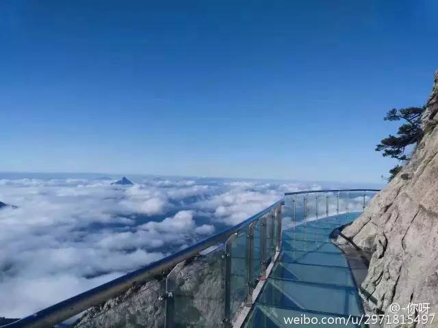 仙寓山富硒野生茶多少钱（仙寓山富硒野茶多少钱一斤）-硒宝网