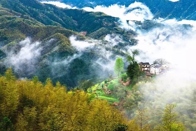 仙寓山富硒野生茶多少钱（仙寓山富硒野茶多少钱一斤）-硒宝网