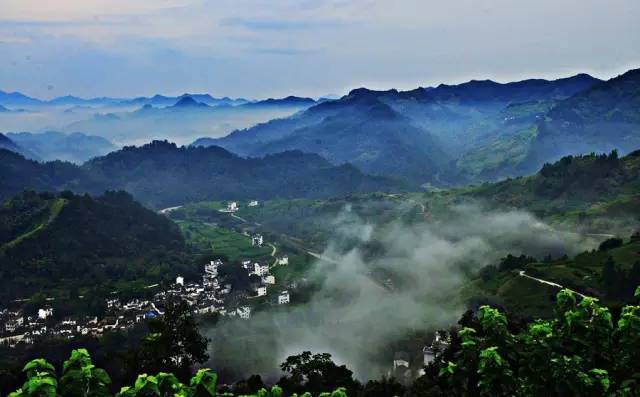 仙寓山富硒野生茶多少钱（仙寓山富硒野茶多少钱一斤）-硒宝网