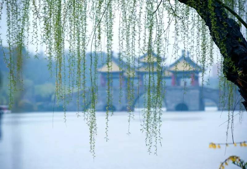 仙寓山富硒野生茶多少钱（仙寓山富硒野茶多少钱一斤）-硒宝网