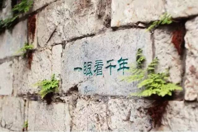 仙寓山富硒野生茶多少钱（仙寓山富硒野茶多少钱一斤）-硒宝网