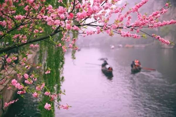 仙寓山富硒野生茶多少钱（仙寓山富硒野茶多少钱一斤）-硒宝网