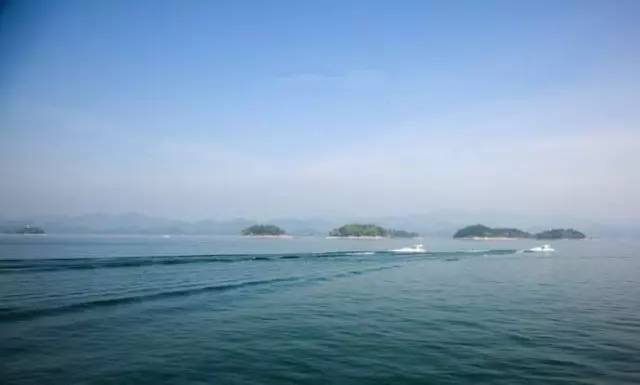 仙寓山富硒野生茶多少钱（仙寓山富硒野茶多少钱一斤）-硒宝网