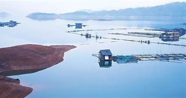 仙寓山富硒野生茶多少钱（仙寓山富硒野茶多少钱一斤）-硒宝网