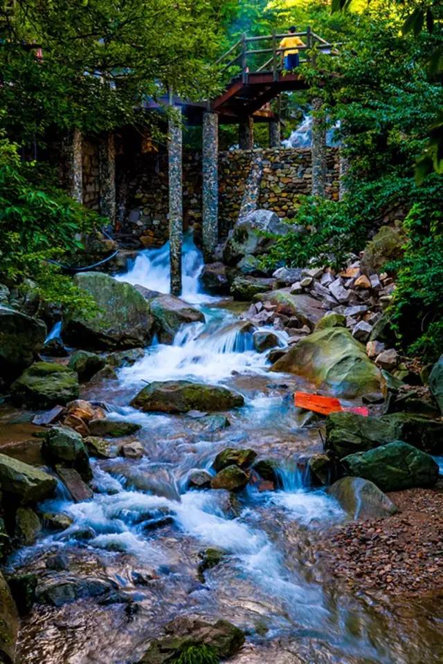 仙寓山富硒野生茶多少钱（仙寓山富硒野茶多少钱一斤）-硒宝网